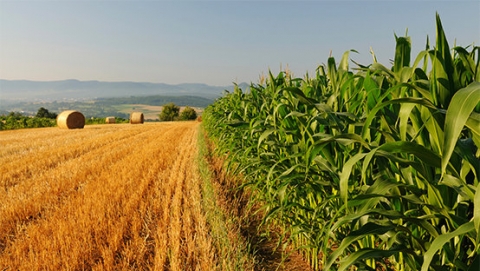 O politică agricolă UE mai simplă și mai echilibrată